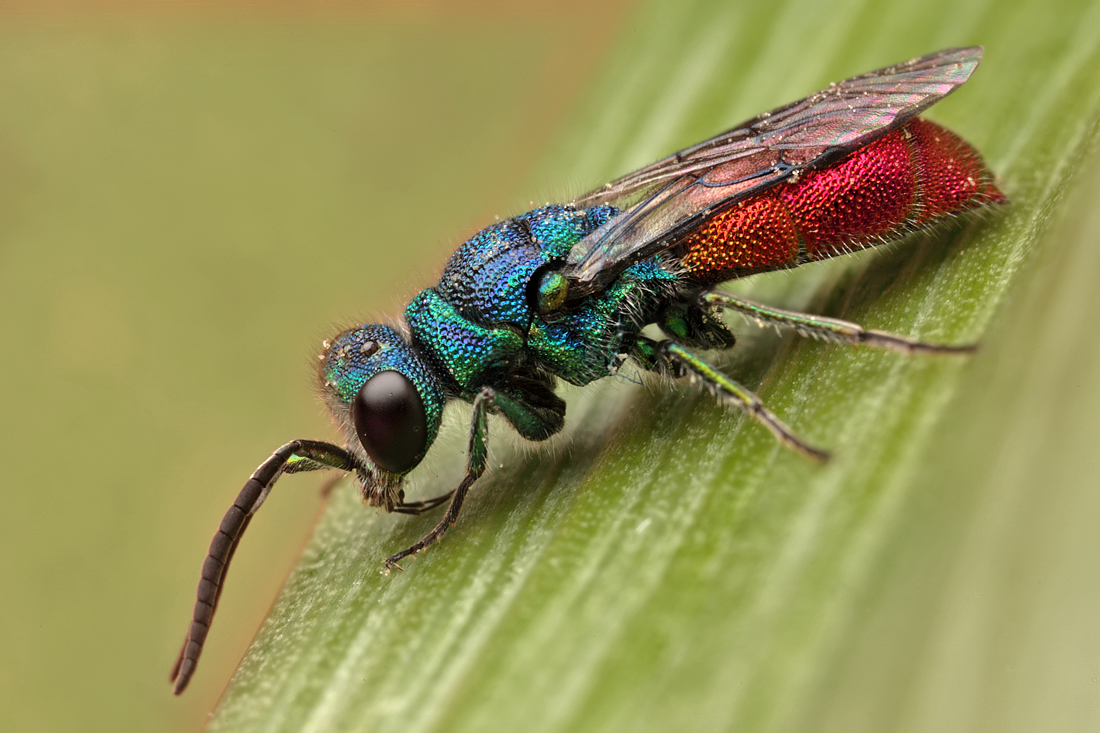 Ruby Tailed Wasp 1